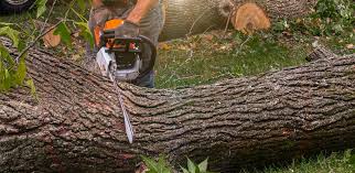 How Our Tree Care Process Works  in  Chualar, CA